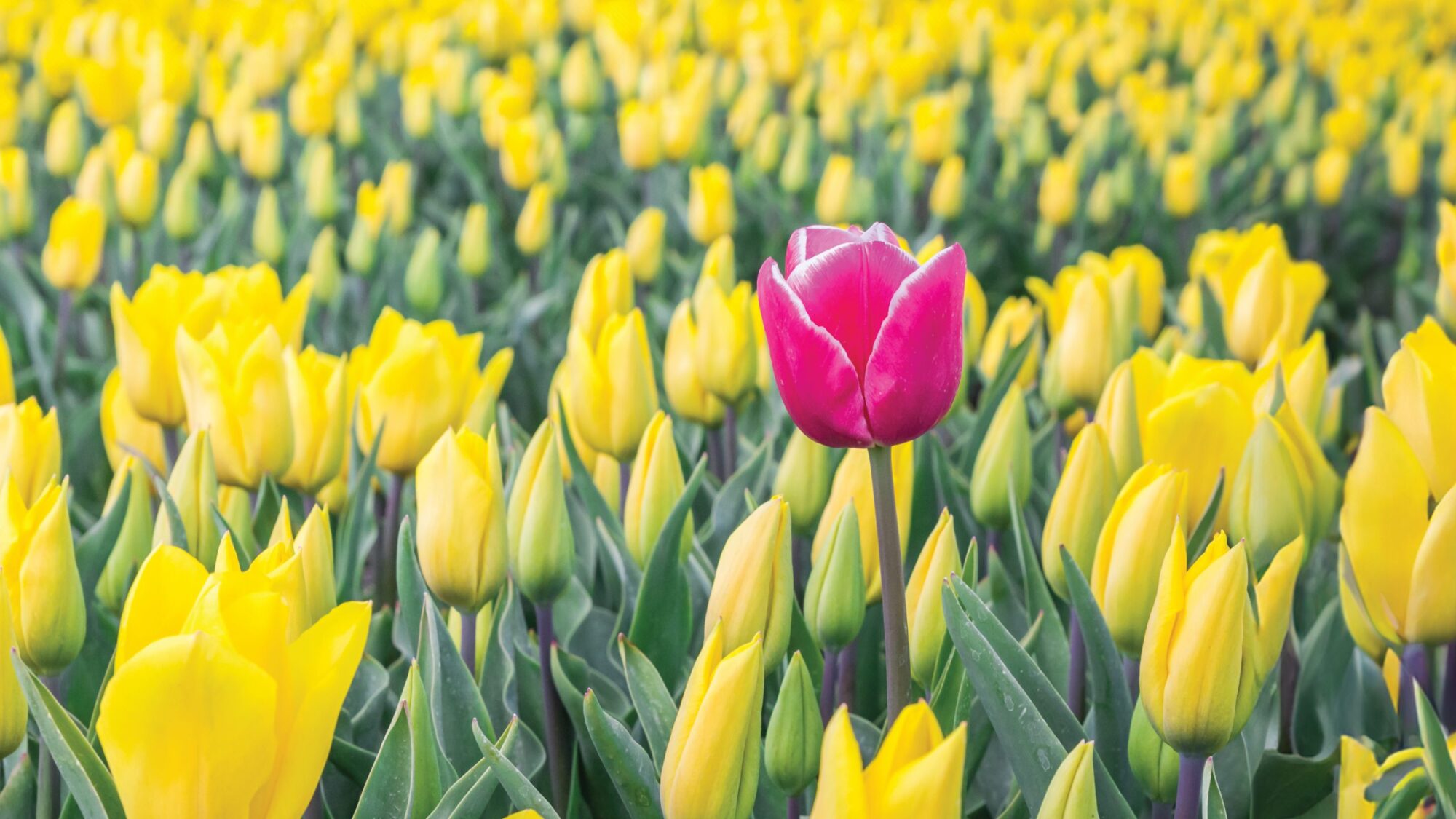 Image for Blooming against odds: Successfully navigating mental health in rare disease